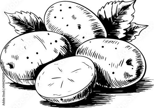 Potato Illustration: Black and White Vector of Fresh Vegetables