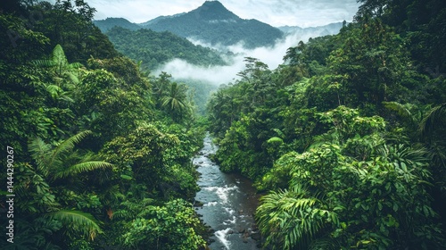 Fototapeta Naklejka Na Ścianę i Meble -  A narrow rainforest stream meandering through dense jungle with misty peaks beyond, on white