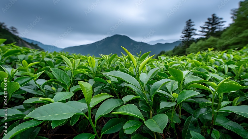 Lush Green Tea Plantation with Mountain View, and Japan. Lush Green Tea Plantation with Mountain View, and Japan.