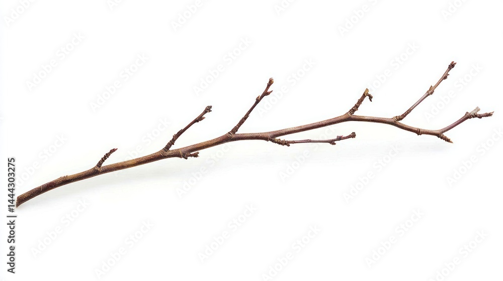 An ultra-thin dry willow twig with a graceful curve, isolated on a white background An ultra-thin dry willow twig with a graceful curve, isolated on a white background