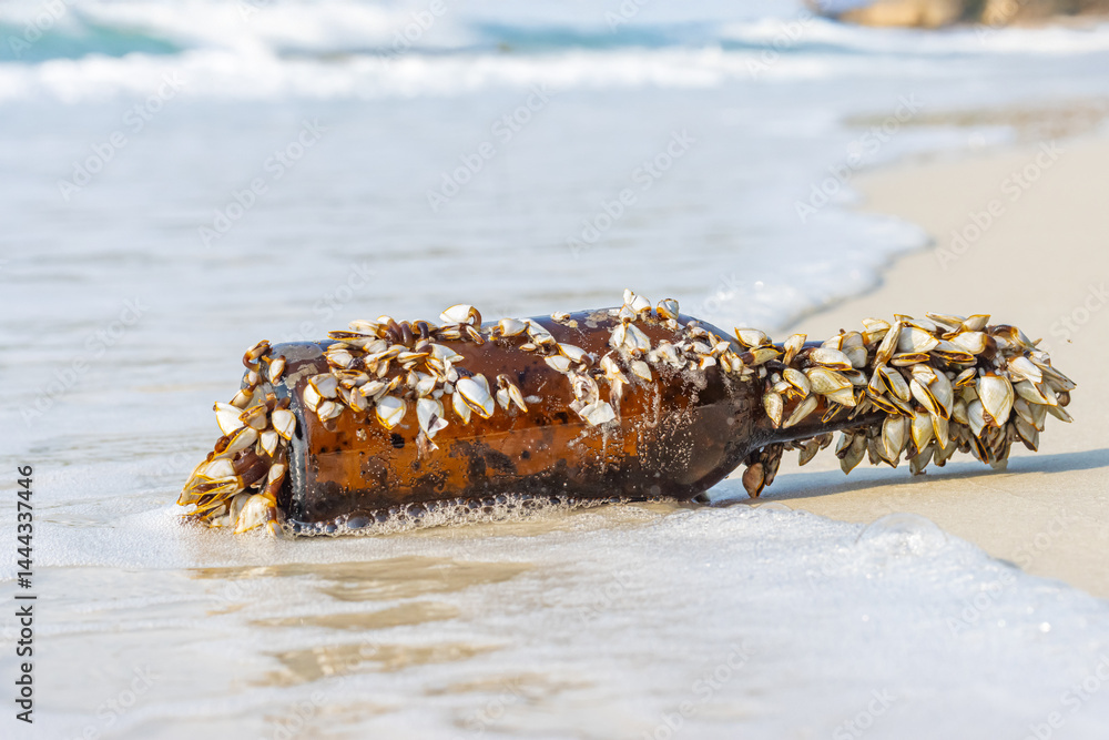Colony of the pelagic gooseneck barnacle - Lepas anatifera, stuck to a glass bottle washed up from the sea