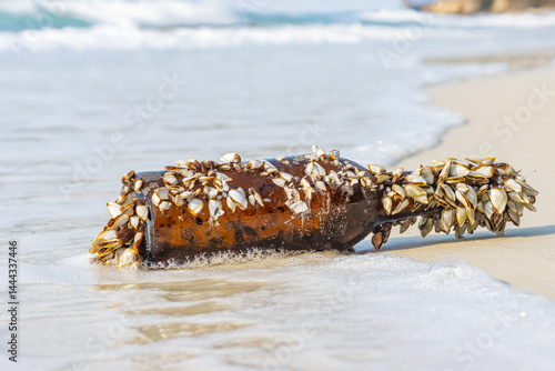 Obraz na płótnie Colony of the pelagic gooseneck barnacle - Lepas anatifera, stuck to a glass bottle washed up from the sea w salonie