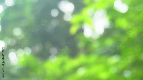 De-focused green leaves and light background	