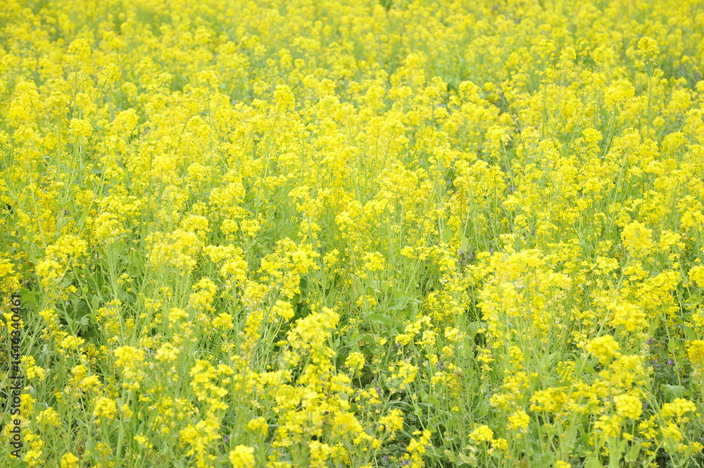 黄色の花 菜の花 黄色の花 菜の花