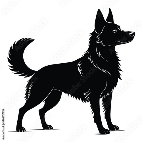 black and white shepherd dog