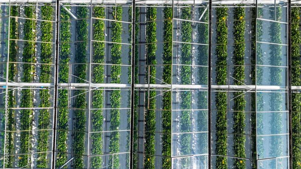 Obraz premium Greenhouse aerial drone view background from above, large industrial greenhouses for growing vegetables, modern plantation glasshouse area, agriculture in the Netherlands