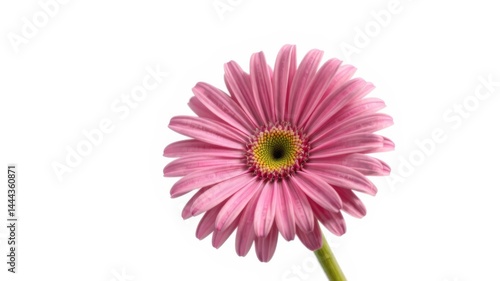 A single light pink gerbera daisy flower with yellow center blooms isolated on a pure white background.
