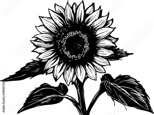 Blooming sunflower nature's beauty in black and white summer vibes graphic illustration minimalist design