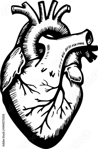 Human heart anatomy illustration medical education graphic design detailed view biological structure concept