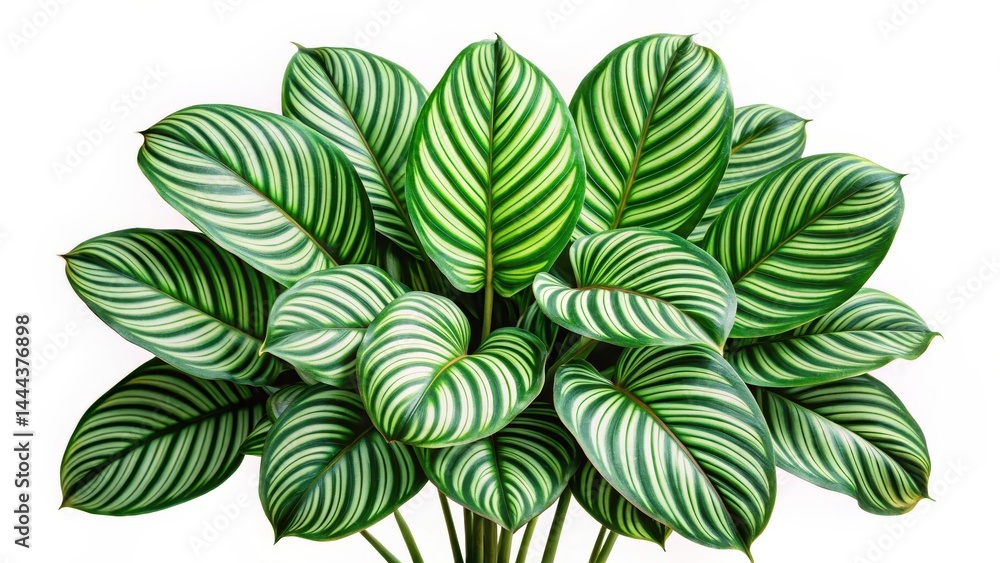 Fototapeta premium Calathea Orbifolia Leaves Isolated on White Background