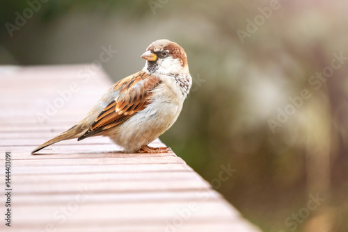 Canvastavla Sparrow perched calmly on a wooden surface, capturing a moment of tranquility