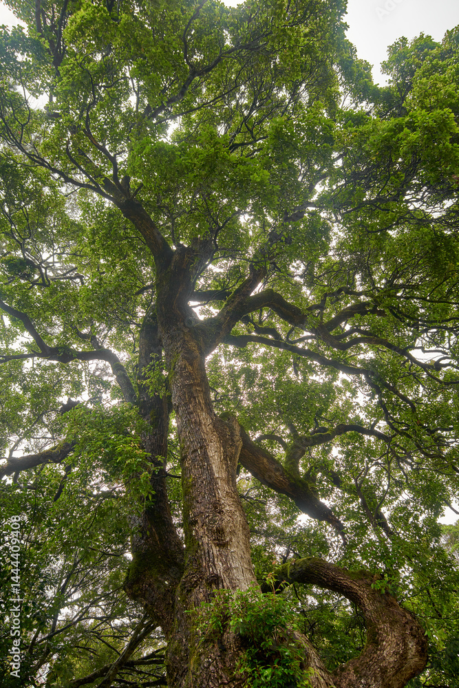 Fototapeta premium large mature tree with thick textured spreaded branching structure, dense green canopy with sunlight filtering through the leaves in natural shade, shelter, peaceful atmosphere concept