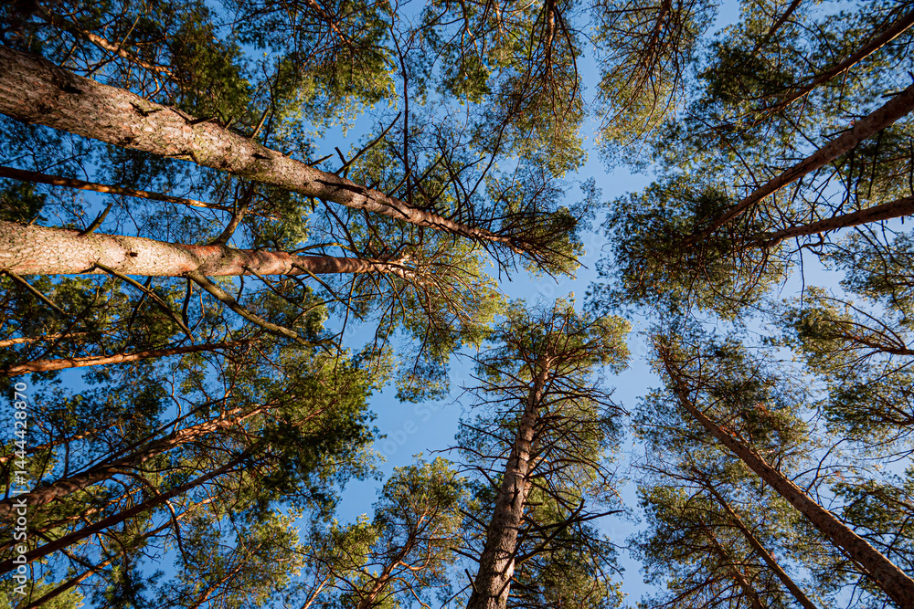 Fototapeta premium Pine trees stretch upward, showcasing the beauty of nature under a clear sky