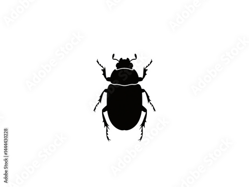 black beetle isolated on white background PNG