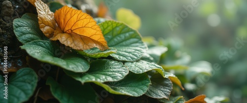 Obraz na płótnie Green leaves and a yellow leaf grow from a rocky surface with a blurred background of foliage. w salonie