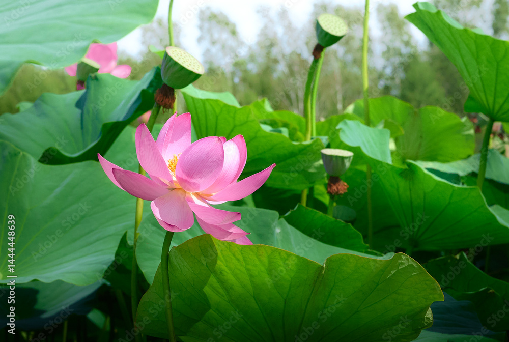 Foto Lotus flower (Nelumbo, Nelumbo nucifera, Nelumbo komarovii)
