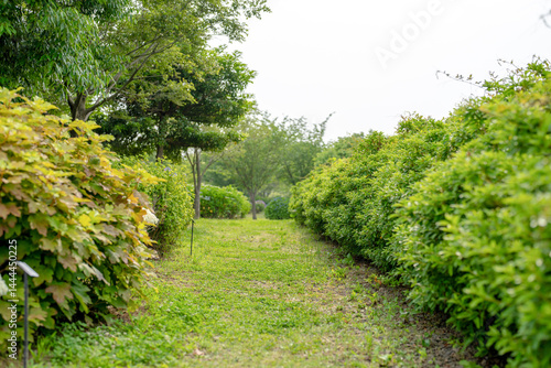 Obraz na płótnie On a sunny day in Kanazawa City, Ishikawa Prefecture, Japan, colorful hydrangeas bloom in a park overlooking the city. The peaceful early summer scene is filled with greenery and clear blue skies. w salonie