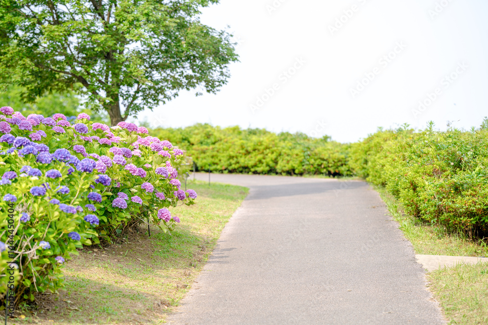On a sunny day in Kanazawa City, Ishikawa Prefecture, Japan, colorful hydrangeas bloom in a park overlooking the city. The peaceful early summer scene is filled with greenery and clear blue skies.