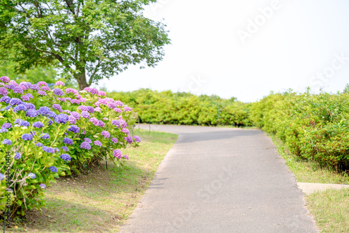 Obraz na płótnie On a sunny day in Kanazawa City, Ishikawa Prefecture, Japan, colorful hydrangeas bloom in a park overlooking the city. The peaceful early summer scene is filled with greenery and clear blue skies. w salonie