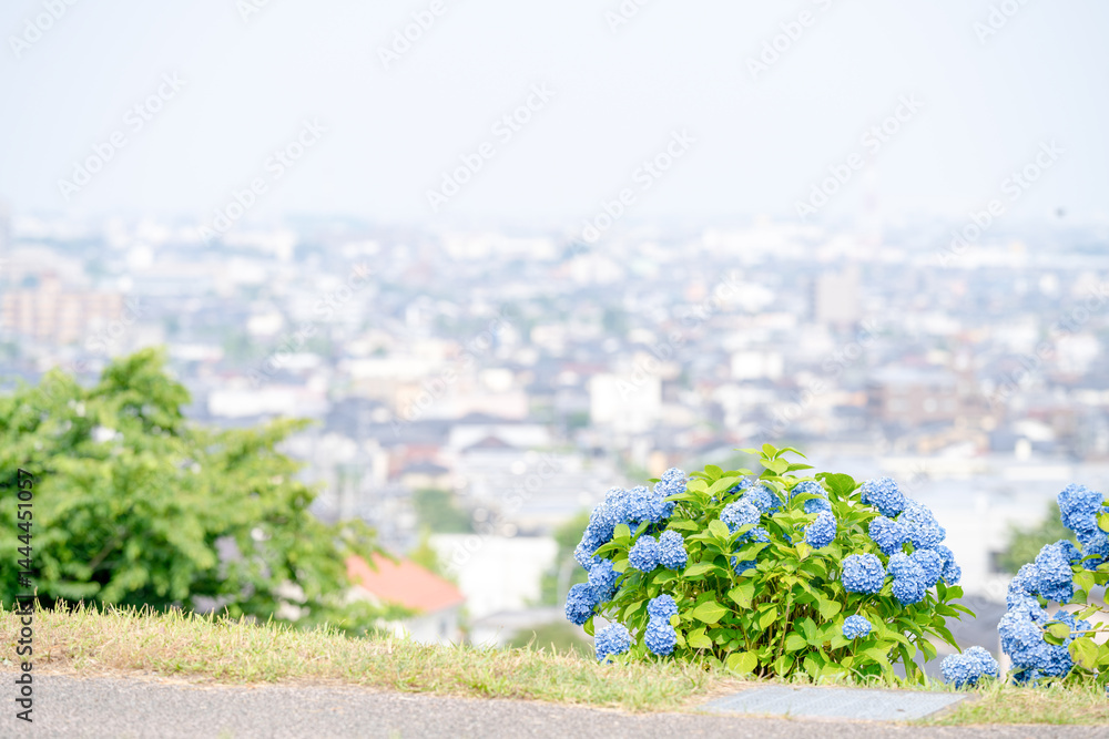 On a sunny day in Kanazawa City, Ishikawa Prefecture, Japan, colorful hydrangeas bloom in a park overlooking the city. The peaceful early summer scene is filled with greenery and clear blue skies.