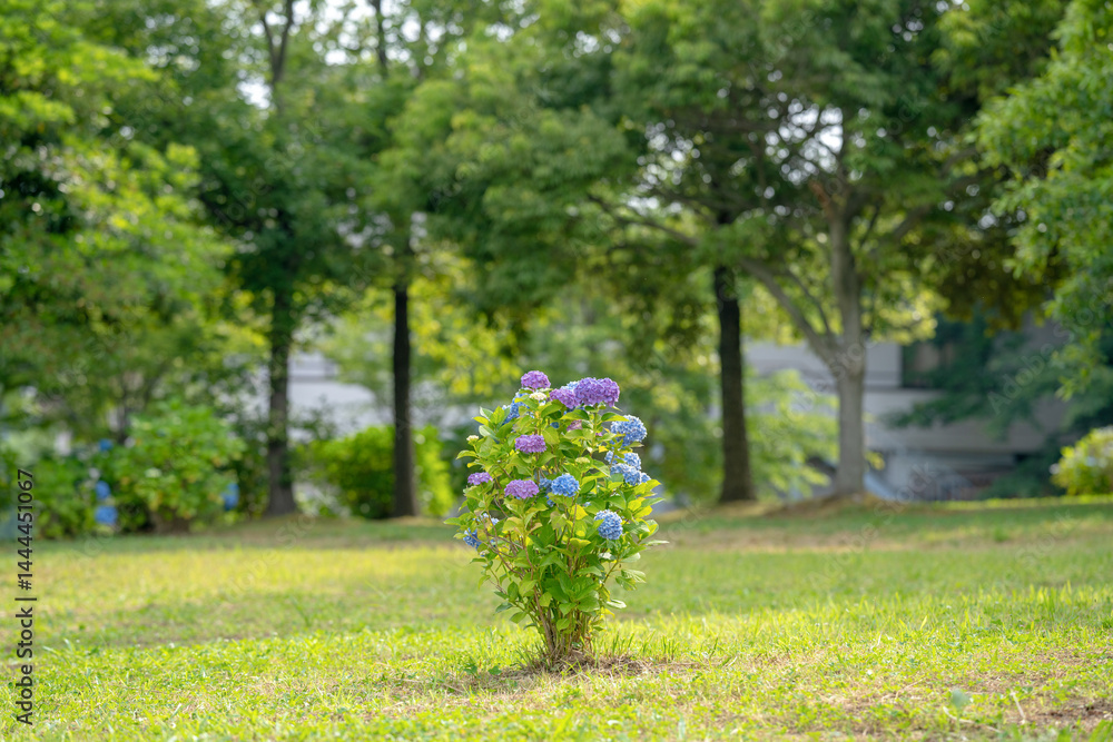 On a sunny day in Kanazawa City, Ishikawa Prefecture, Japan, colorful hydrangeas bloom in a park overlooking the city. The peaceful early summer scene is filled with greenery and clear blue skies.