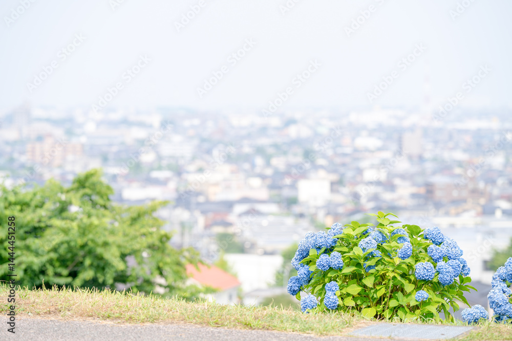 On a sunny day in Kanazawa City, Ishikawa Prefecture, Japan, colorful hydrangeas bloom in a park overlooking the city. The peaceful early summer scene is filled with greenery and clear blue skies.