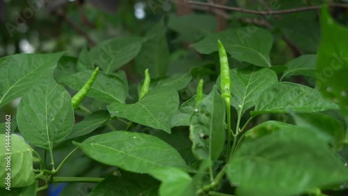 Wallpaper Mural Fresh green chili peppers growing on a plant with lush green leaves, captured in natural light. Perfect for organic food, gardening, or agricultural content. Torontodigital.ca