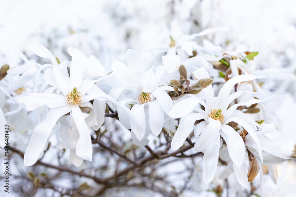 A tree with white flowers. A flowering tree. Harbinger of Spring A tree with white flowers. A flowering tree. Harbinger of Spring