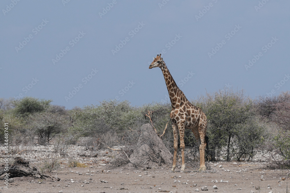 Obraz premium Giraffe unterwegs in Etosha