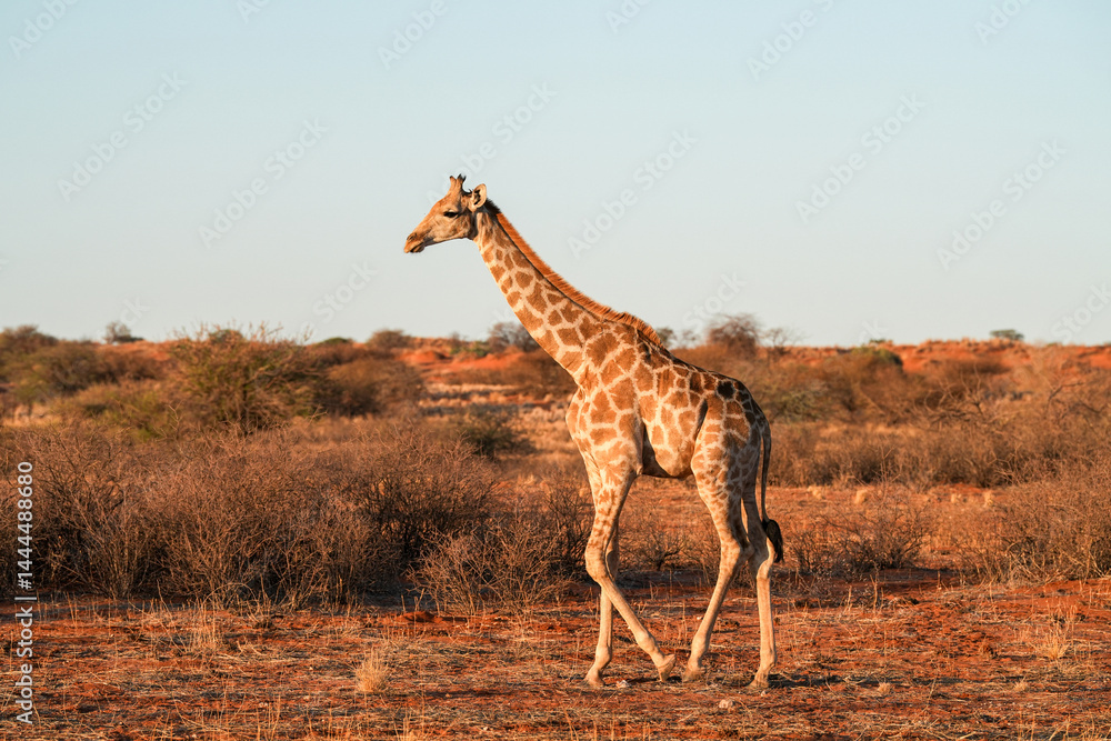 Obraz premium Giraffe im Abendlicht in der Wildnis der Kalahari in Namibia