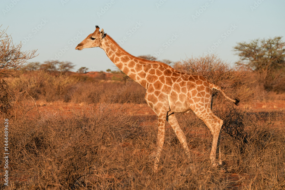 Obraz premium Giraffe im Abendlicht in der Wildnis der Kalahari in Namibia