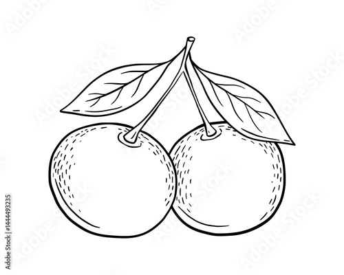 Hand drawn sketch of tangerine fruit with leaves. Vector isolated illustration. Engraved style drawing.