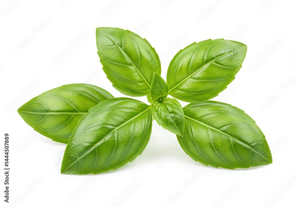 Close up shot of fresh basil leaves with vibrant green color isolated on a white background studio shot Close up shot of fresh basil leaves with vibrant green color isolated on a white background studio shot
