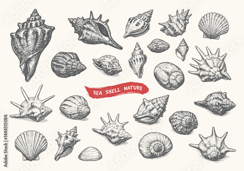Vintage hand-drawn collection of various sea shells with detailed line work, representing marine nature and coastal beauty.