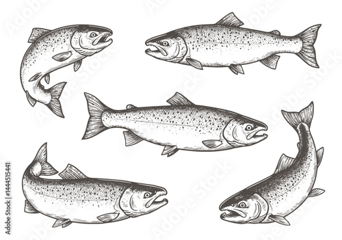 Salmon fish illustration, drawing, engraving, ink, line art, vector