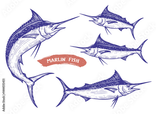 marlin fish engraving illustration. hand drawn nature vector set