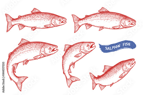 Salmon fish illustration, drawing, engraving, ink, line art, vector