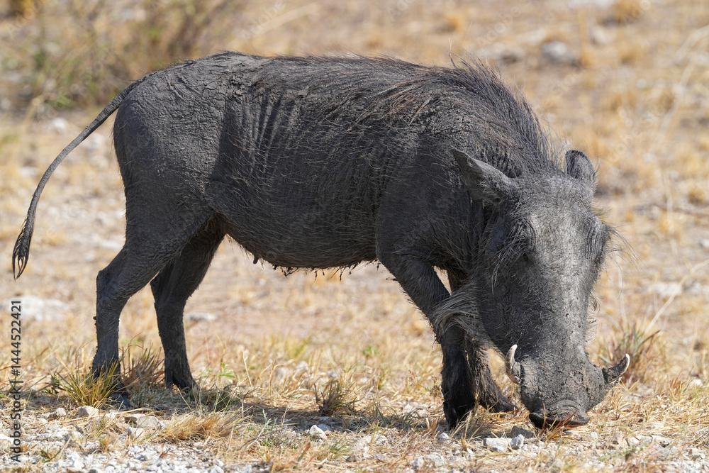 Fototapeta premium Warzenschwein unterwegs in der Wildnis in der Gegend von Etosha