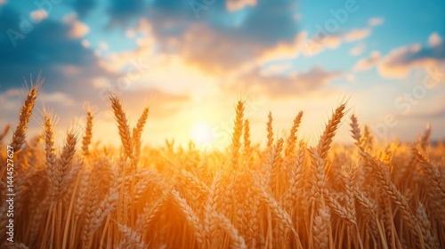 Obraz na płótnie Wheat field at sunset w salonie