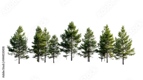 Fototapeta Naklejka Na Ścianę i Meble -  Pine forest on black background, cut out transparent