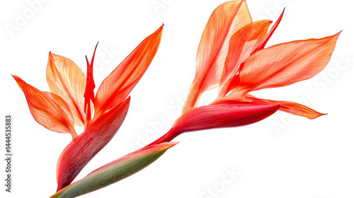 Orange canna lily blooms on black, cut out transparent
