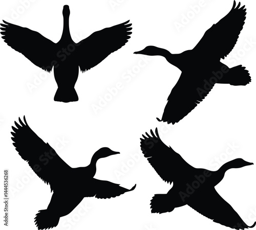 Silhouettes of flying ducks in black and white minimalist style – four dynamic duck outlines with spread wings, vector wildlife art, nature-inspired bird migration illustration 4K