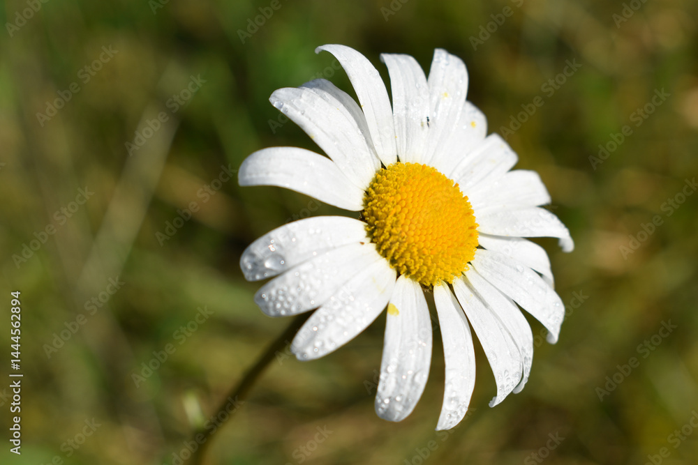 Fototapeta premium Geöffnete Blüte einer Margerite in Grossaufnahme mit Tautropfen auf den Blütenblättern