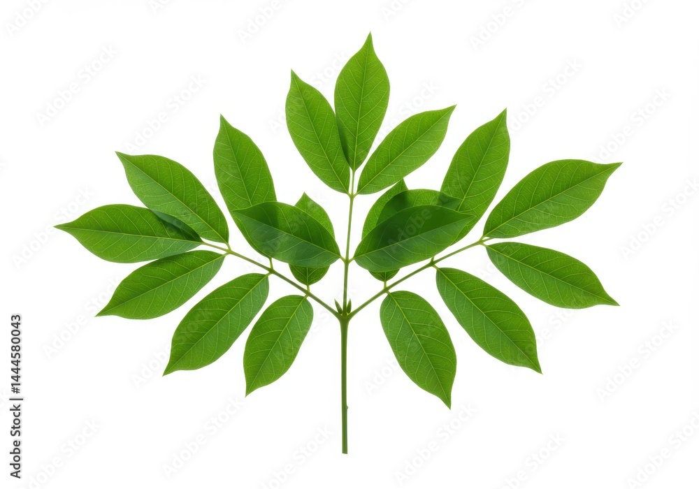 A single stem with symmetrical arrangement of green leaves against a white isolated background view A single stem with symmetrical arrangement of green leaves against a white isolated background view