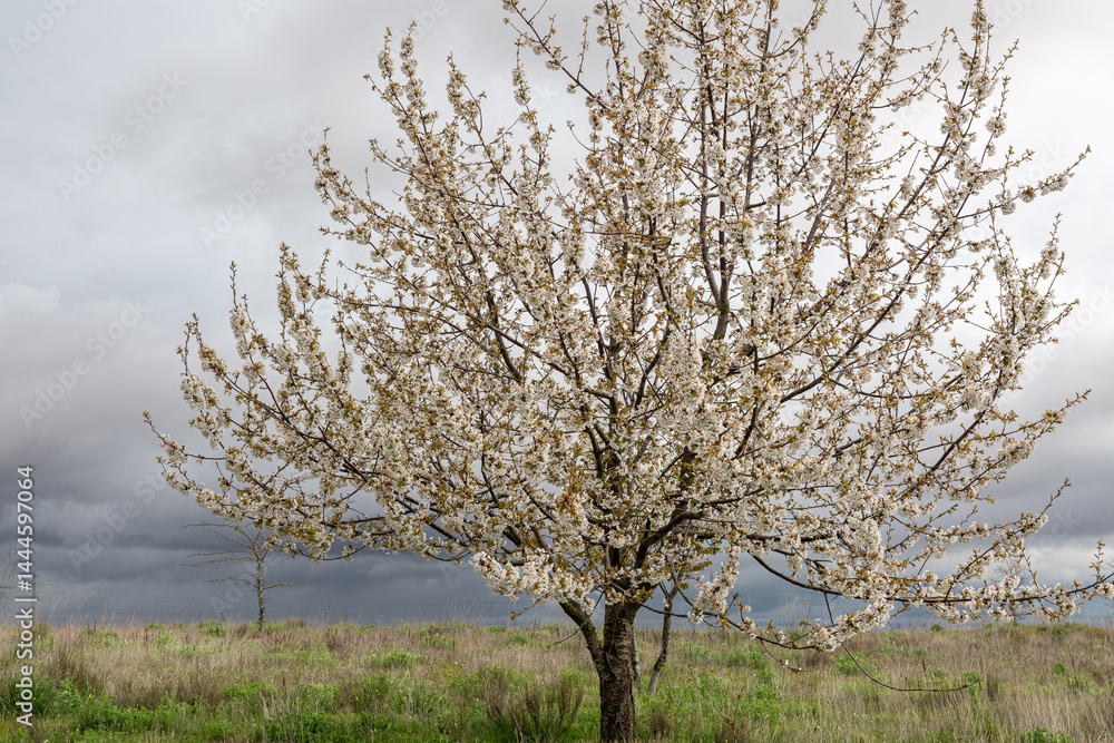 Obraz premium Tree covered with white-petaled flowers in spring.