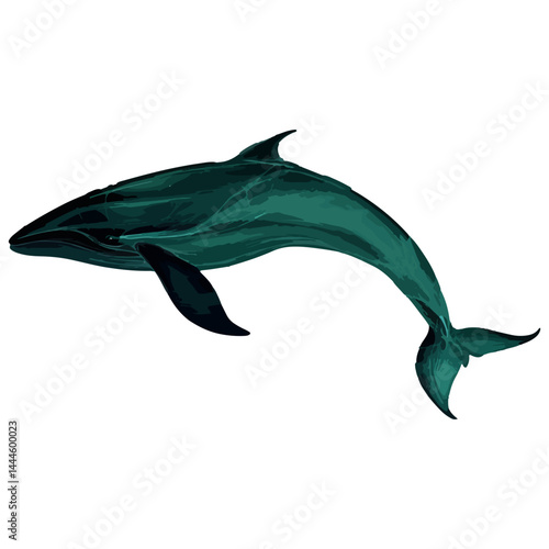 blue whale, marine life, vector, transparent background