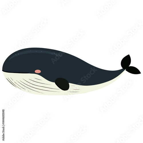 blue whale, marine life, vector, transparent background
