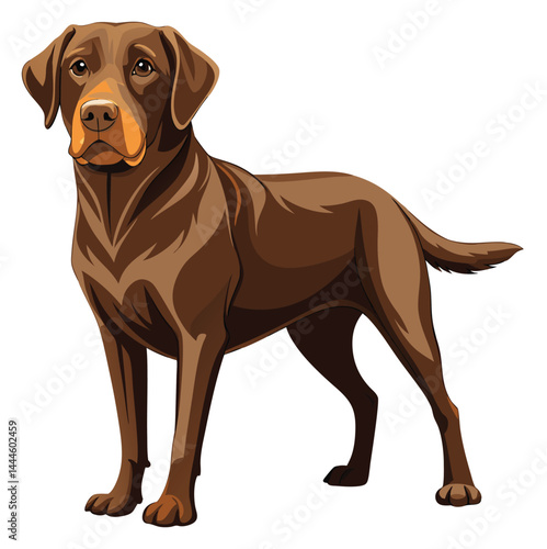 Labrador hunting dog 