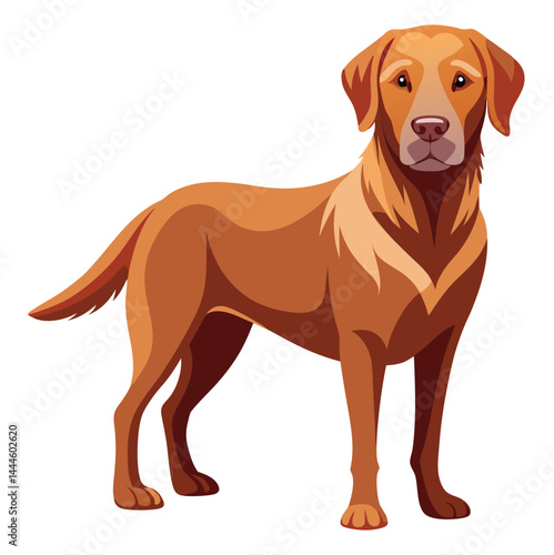 Labrador hunting dog 