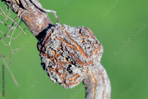 Gall on tree root. Bacterial tumor, cancerous growth also called canker on a tree. Plant diseases.